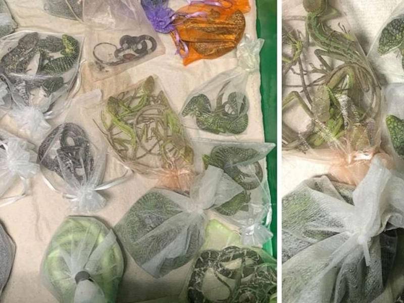 El hombre llevaba los reptiles en sus pantalones.