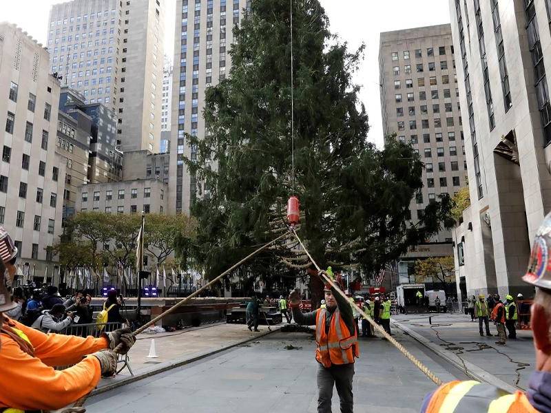 Varios operarios colocan el árbol de Navidad en la plaza de Rockefeller Center de Nueva York.