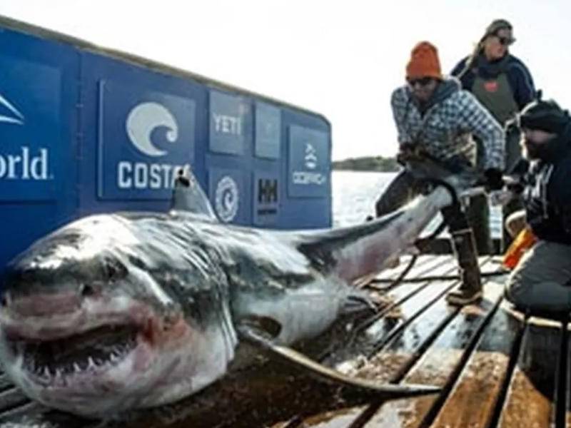 Imagen de referencia.