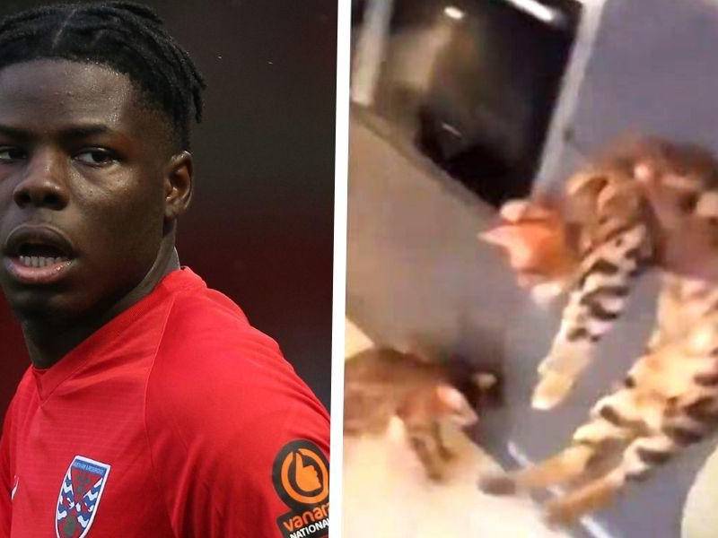 Yoan Zouma grabó el video en el que su hermano, Kurt, patea a un gato.