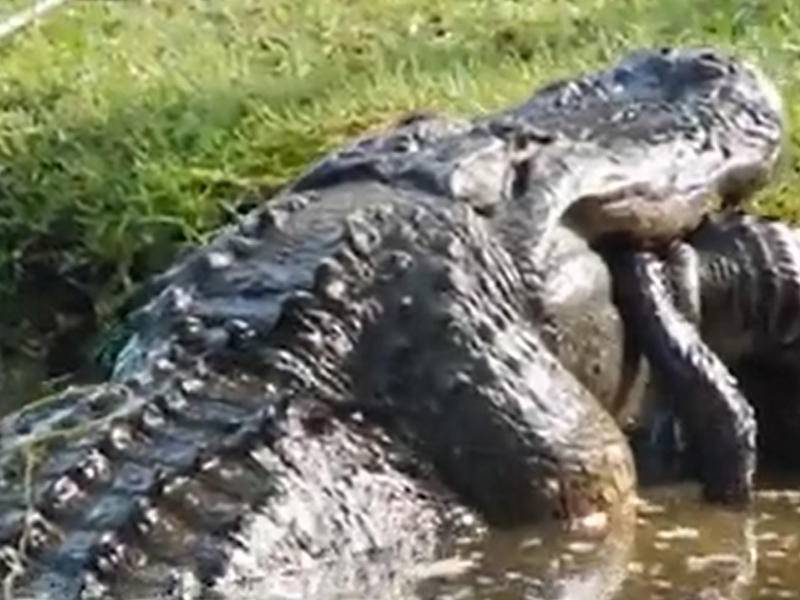 Video viral: gigantesco aligátor depredador se come a otro de su especie