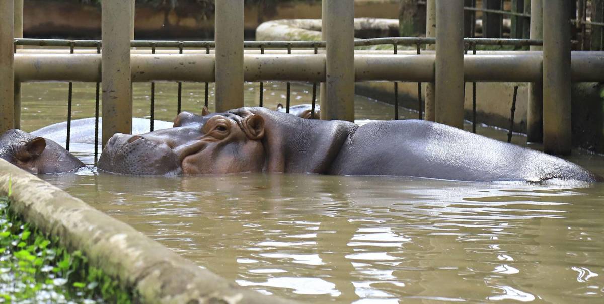 Más de 52 especies de animales se encuentran en el zoológico Joya Grande, también cuentan con cabañas, piscina y áreas para deportes.