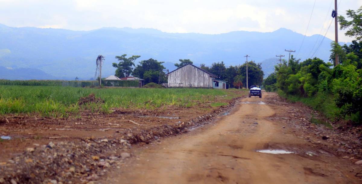 Algunos propietarios de tierras, otrora fincas bananeras, para no mantenerlas ociosas, las alquilan a empresas productoras de caña de azúcar y también a pequeños agricultores que contratan por L1,500 una manzana extensión para cultivar maíz durante 4 meses.Hasta 2020, los productores independientes tenían 3,200 hectáreas del 100% del área cultivada de banano en el país. El 50% lo mantiene Dole y el 24 Chiquita.