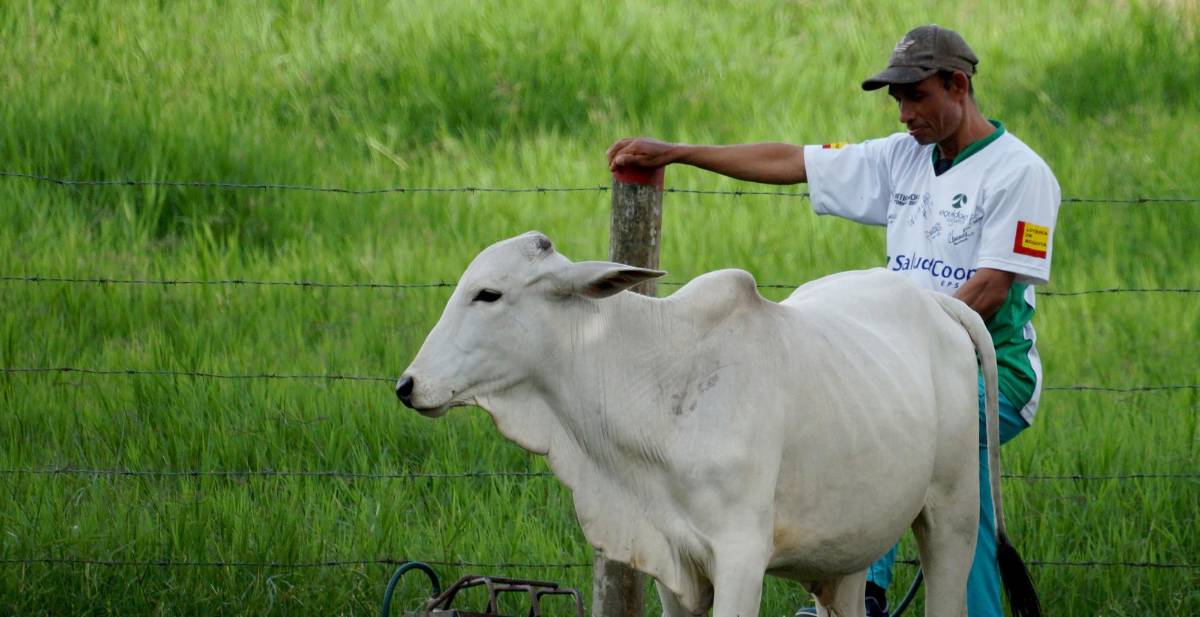 Cuidar varias mascotas ayuda con la salud mental y mejora los hábitos diarios