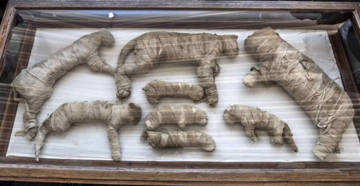 Las autoridades egipcias exhibieron varios gatos momificados. Cobras, cocodrilos y escarabajos también fueron desenterrados entre las momias bien conservadas y otros objetos descubiertos recientemente.