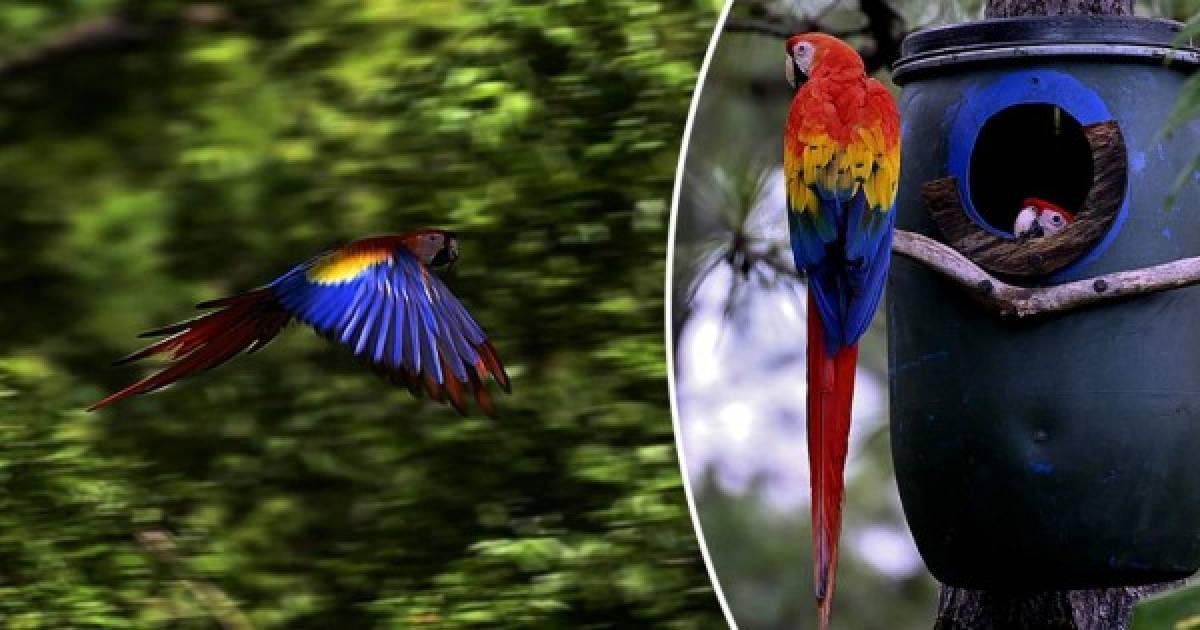 La guacamaya roja, el ave más venerada por los mayas quiere volver a reinar en Honduras