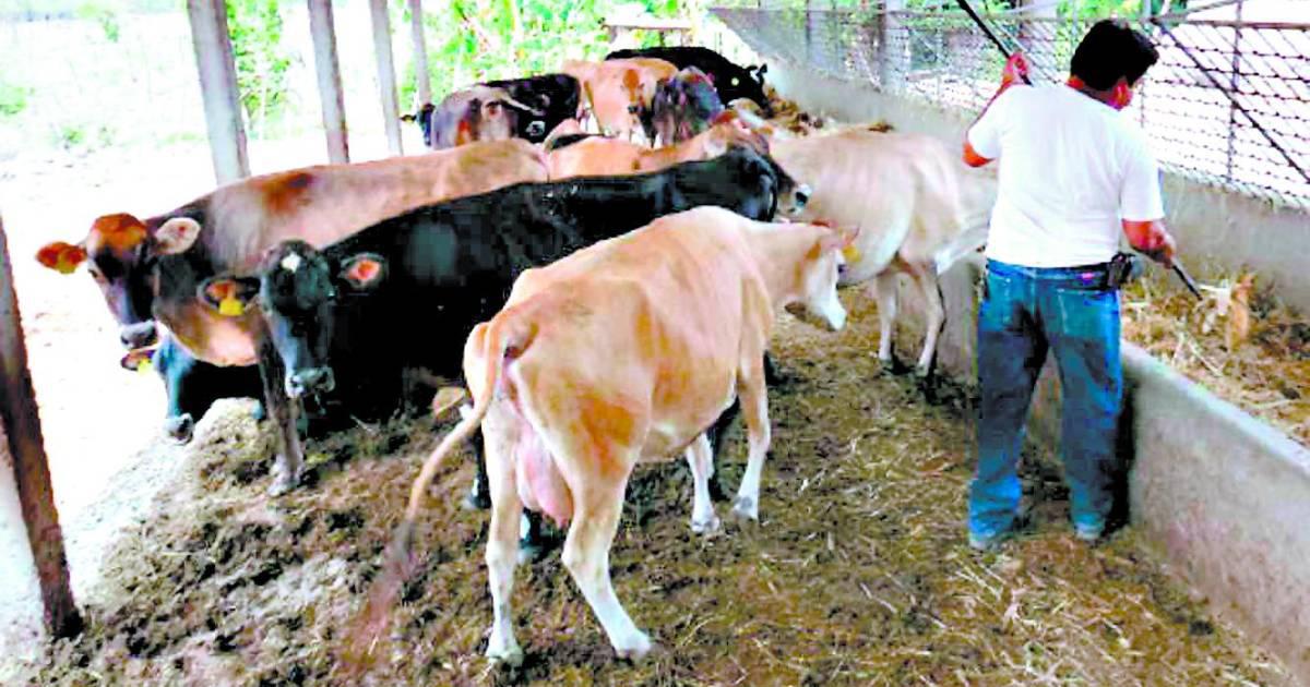 Honduras suma 15 casos confirmados de gusano barrenador