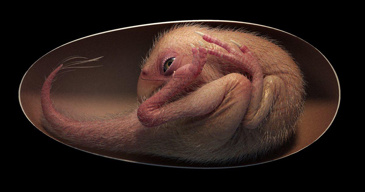 Hallan embrión de dinosaurio perfectamente preservado que se preparaba para nacer
