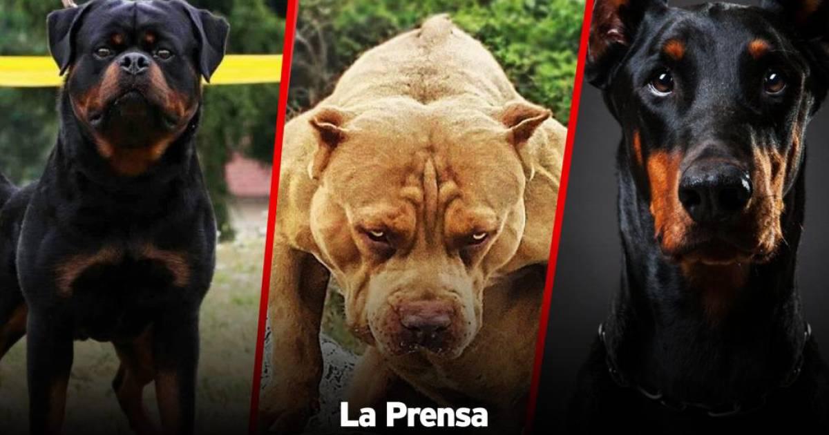 Sampedrano sufre mordida de perro y es asesinado por reclamarle al dueño