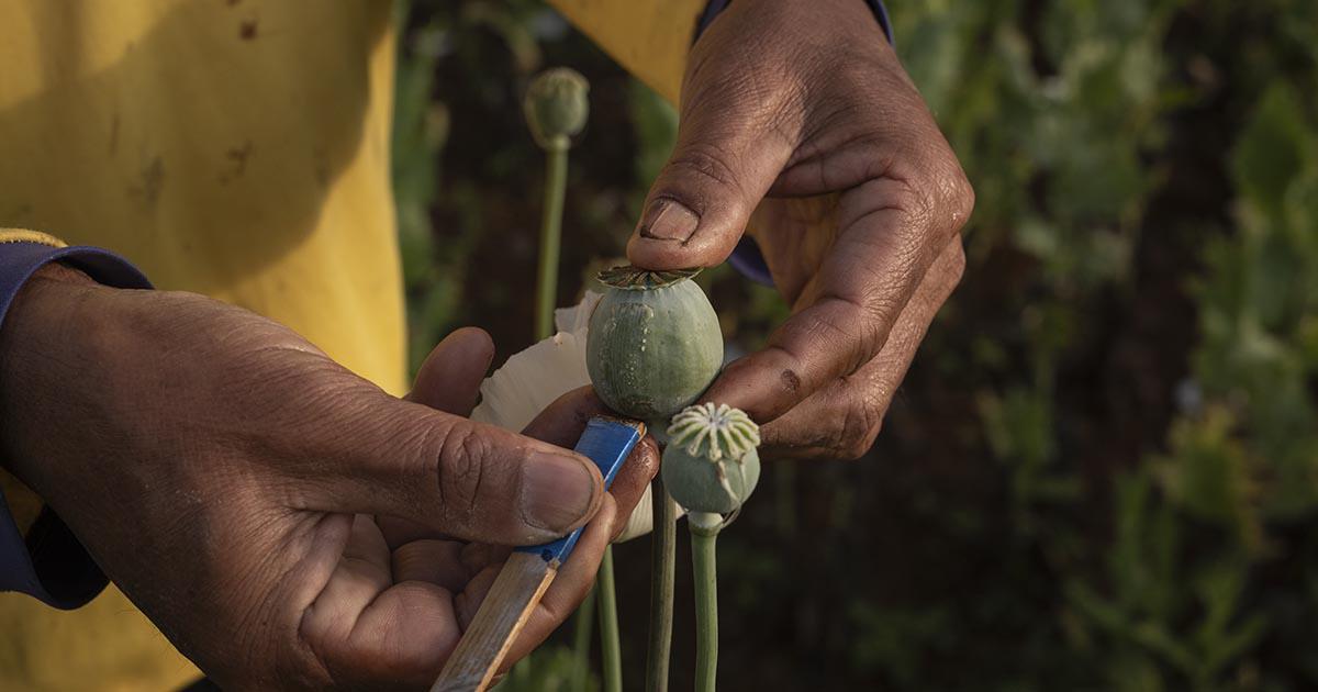 $!Abriendo una vaina de amapola para extraer opio crudo. Los campesinos dicen que cultivar amapola reditúa más. (Adam Ferguson para The New York Times)