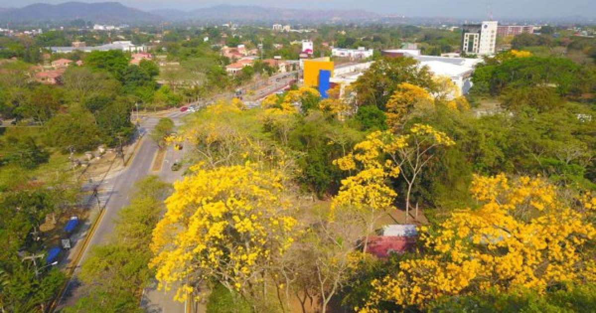 Árboles de san juan también forman parte del hermoso paisaje. Así hay miles de ejemplares, además de otros tipos.