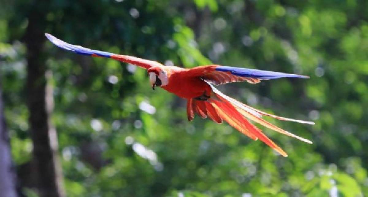 Liberación de Guacamayas (Guara Roja) en Copán Ruinas. Fotografía: Mark Karry Randall