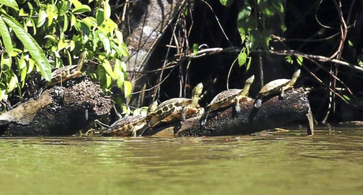 En los ríos hay variedad de especies de tortugas.