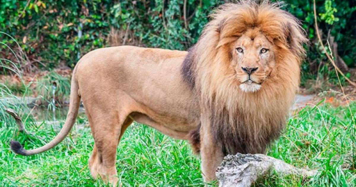 Hombre muere devorado por un león que crió como mascota