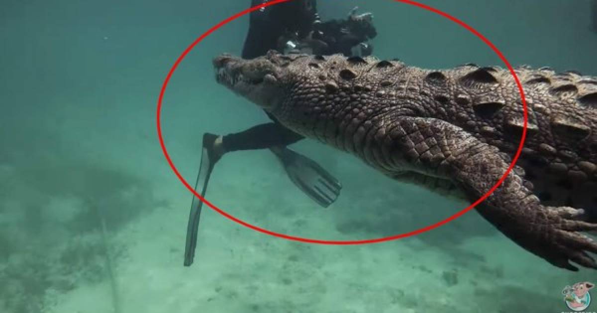 Video viral: Buzo graba aterrador encuentro con peligroso cocodrilo marino