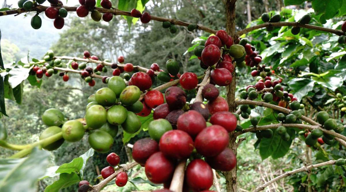 Honduras recibe $1,390 millones al cierre de la cosecha de café