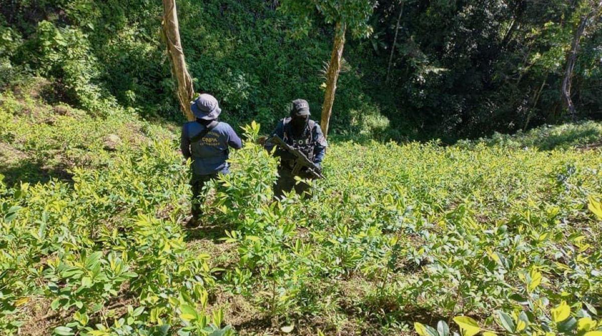 El operativo antidrogas tuvo lugar en la comunidad de Nueva Santa Bárbara, municipio de Iriona, Colón.