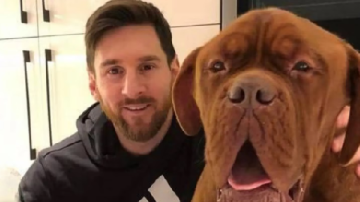 Hulk es el nombre del perro que llegó a la familia de Lionel Messi desde el 2016.
