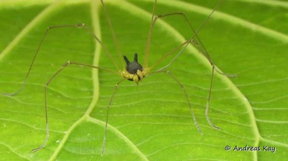 Actualmente se sabe que hay más de 6 mil especies de segadores, algunas son grotescas como la Metagryne bicolumnata.