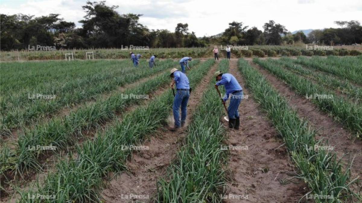 El Zamorano está complementado con la expresión del latín labor omnia vincit, que significa “el trabajo lo vence todo”.<br/>