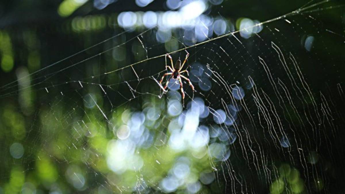 Ya en tierra se pueden avistar especies de insector como las arañas.