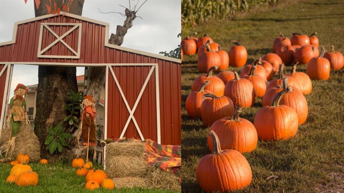 VII Festival de Otoño en SPS: un evento diferente para la familia