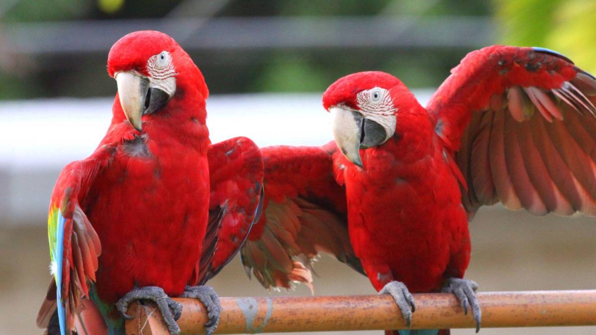 Copán celebra la libertad de 12 guacamayas rojas