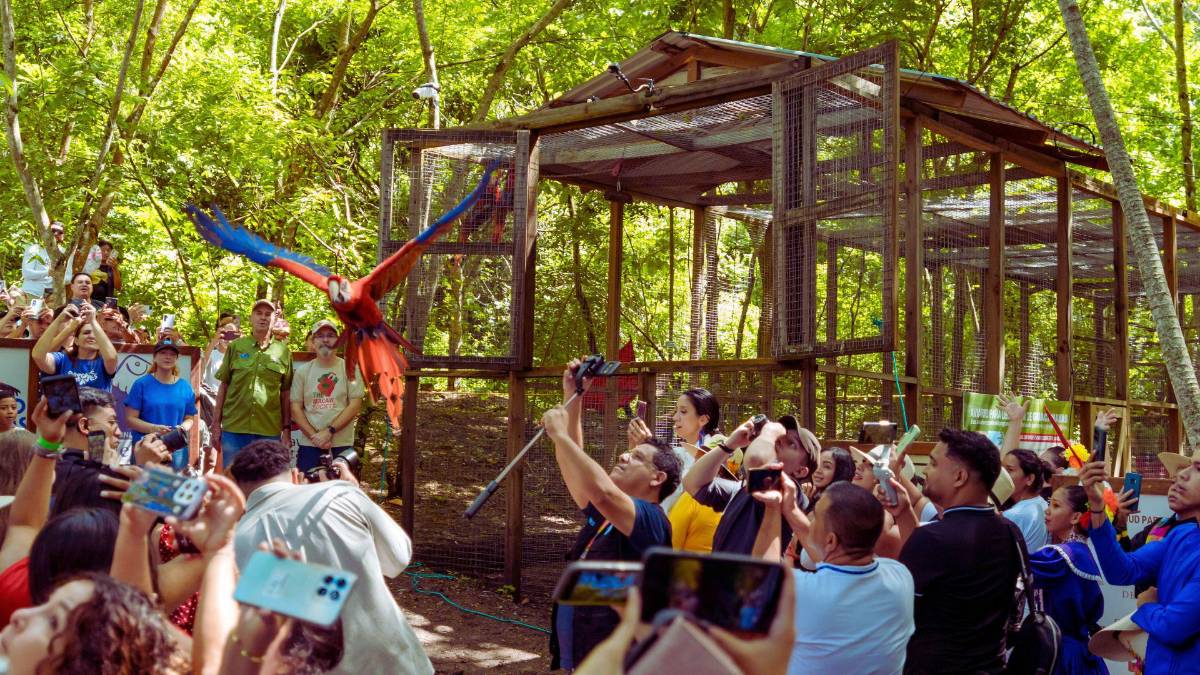 Copán celebra la libertad de 12 guacamayas rojas