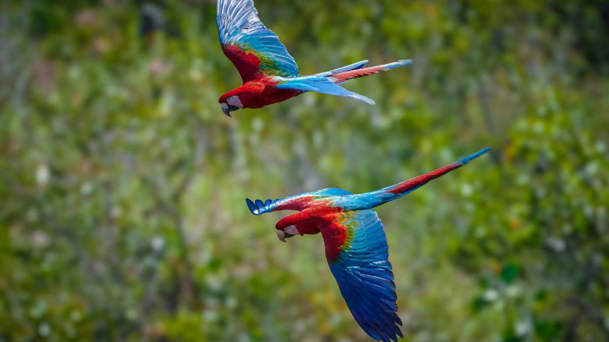 Copán celebra la libertad de 12 guacamayas rojas
