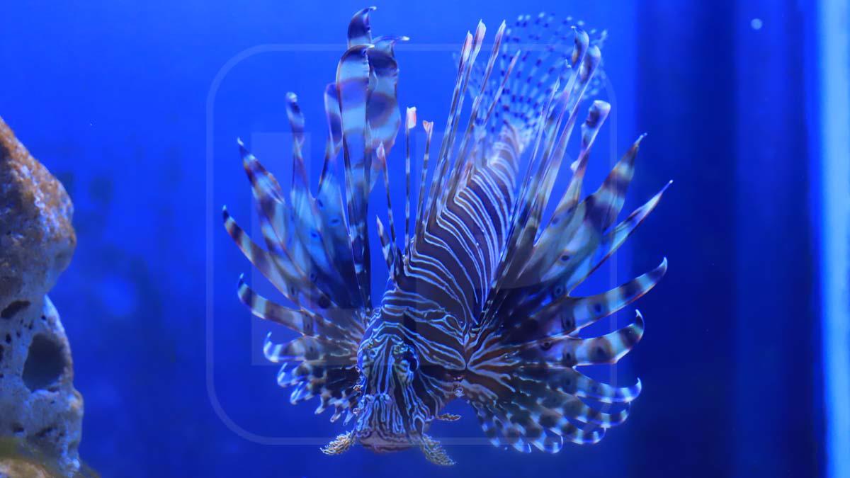 En Tela Marine se ofrece una muestra del impresionante arrecife de coralino teleño.