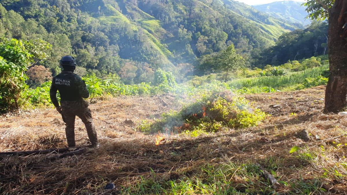 Policía Militar quema la plantación de hoja de coca en Olanchito, Yoro.
