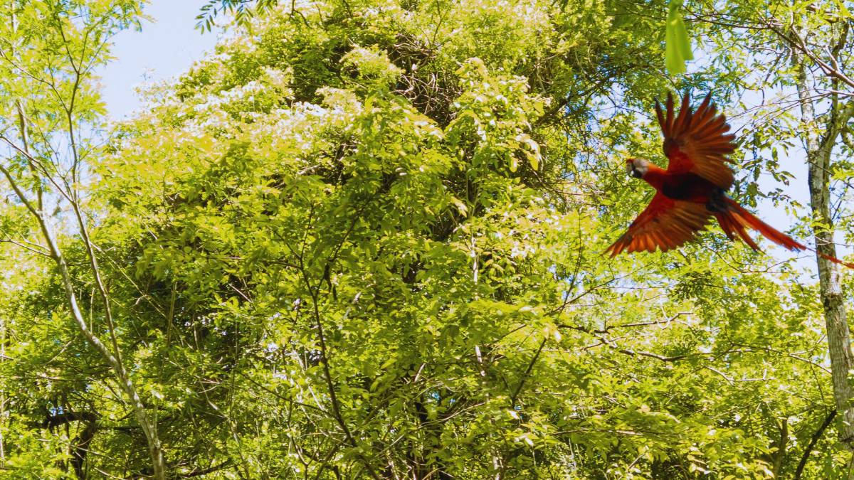 Copán celebra la libertad de 12 guacamayas rojas