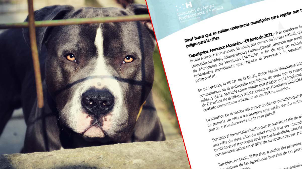 Dinaf buscará que regulen tenencia de perros pitbull tras varios ataques a niños