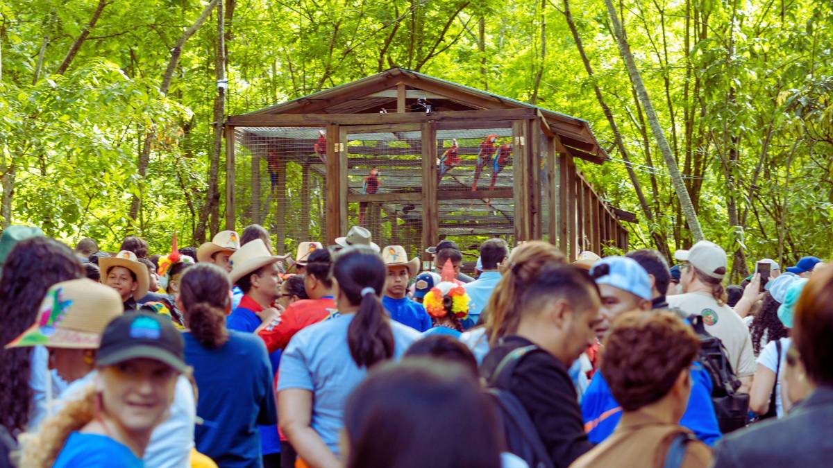 Copán celebra la libertad de 12 guacamayas rojas