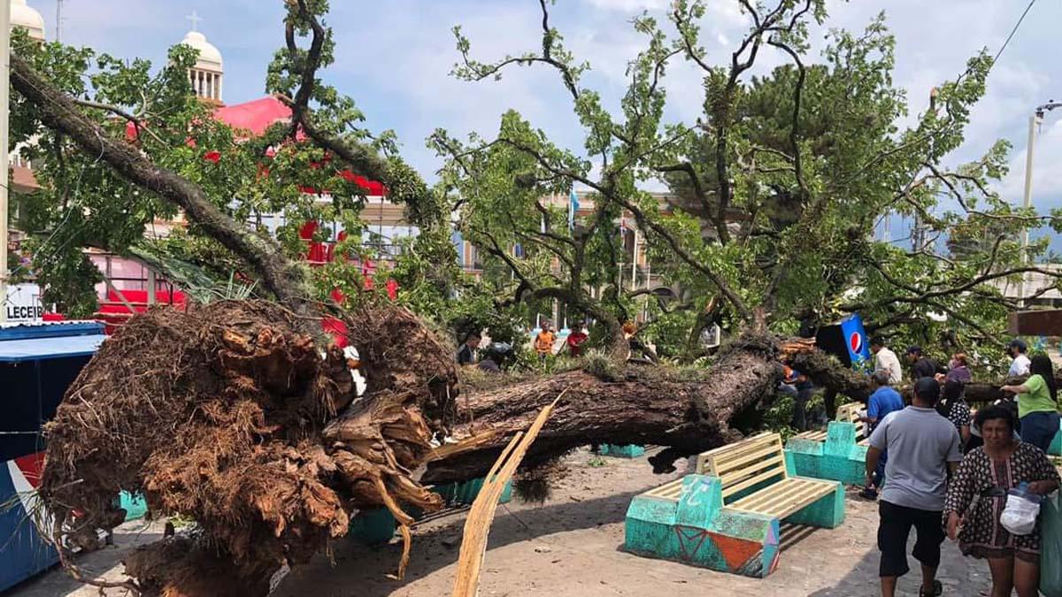 Cae árbol gigante sobre varias personas en el parque central de La Ceiba