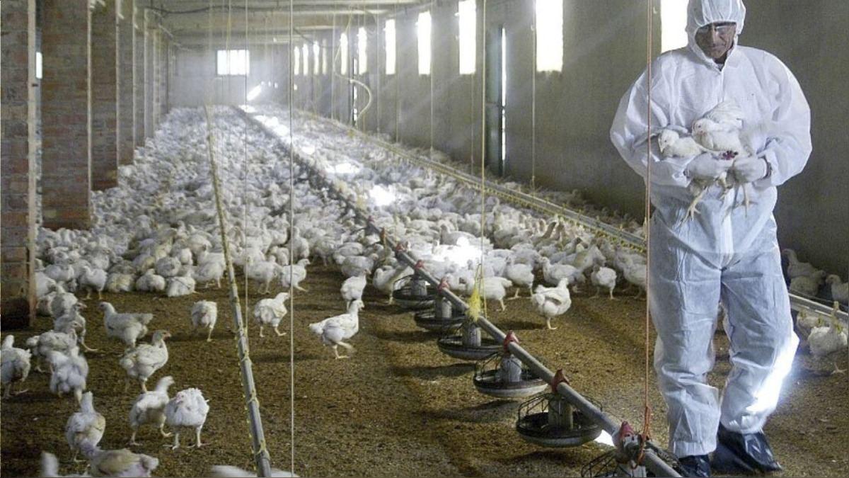 La OMS dice que hay que vigilar de cerca la transmisión de la gripe aviar H5N1 a humanos