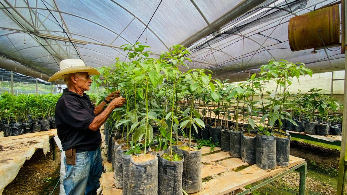 Con préstamo del CAF, Honduras renovará 30,000 manzanas de cafetales