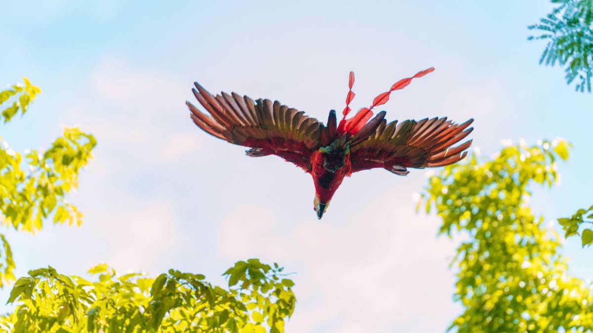 Copán celebra la libertad de 12 guacamayas rojas