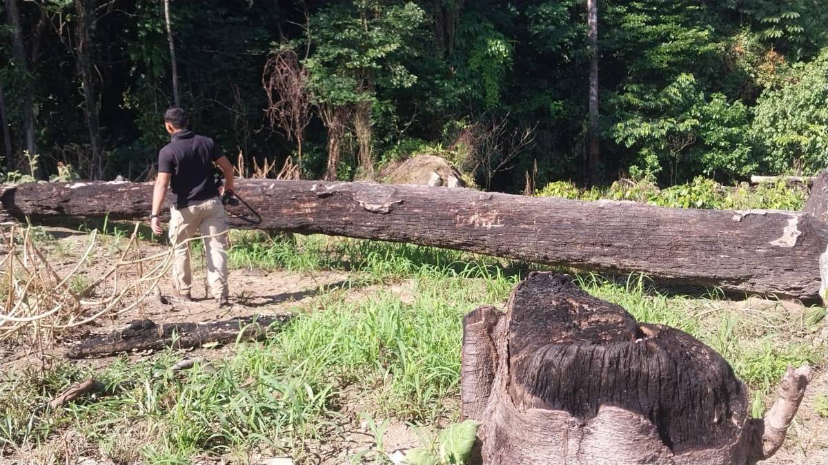 Arrasan con más de seis mil árboles en zona proveedora de agua