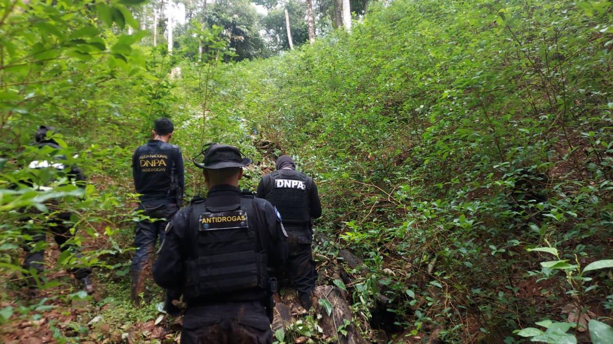 Agentes de la DNPA localizan plantación de hoja de coca en Iriona, Colón.