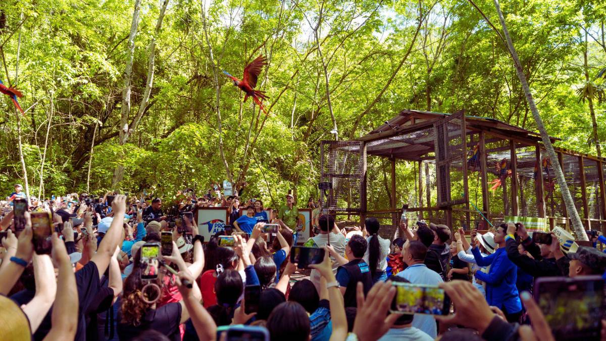 Copán celebra la libertad de 12 guacamayas rojas
