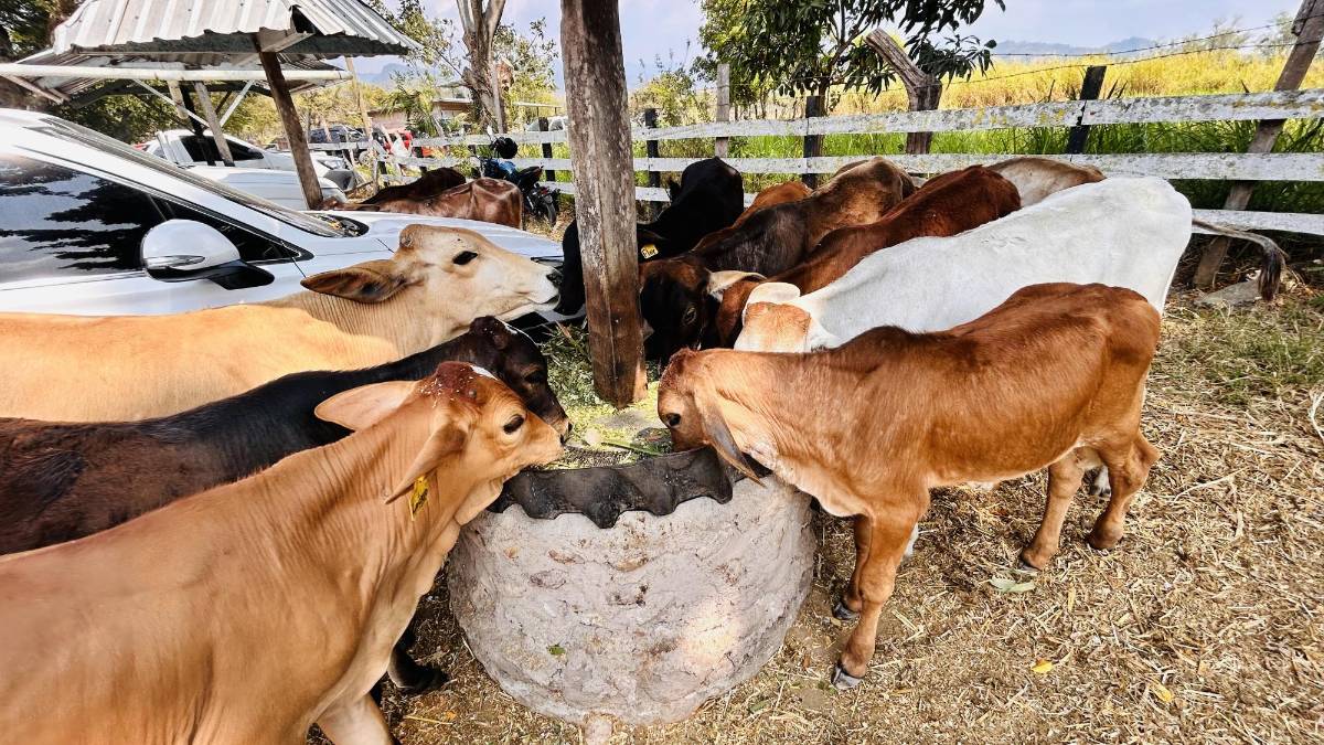 La iniciativa de Lisandro Padilla combina tanto el agroturismo como el ecoturismo de manera integral. En primer lugar, el proyecto se desarrolla en un entorno rural, lo que encaja perfectamente con el concepto de agroturismo.
