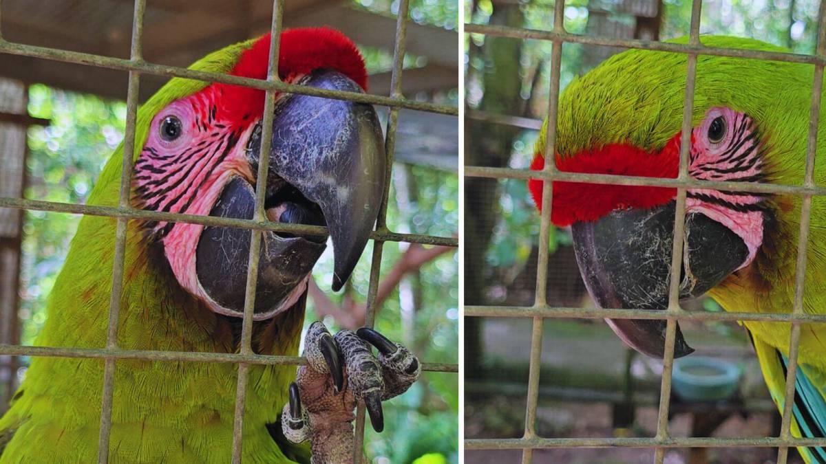 Guacamayas: la cocina que alimenta y da vida al ave nacional