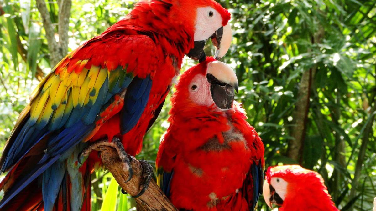 Copán celebra la libertad de 12 guacamayas rojas
