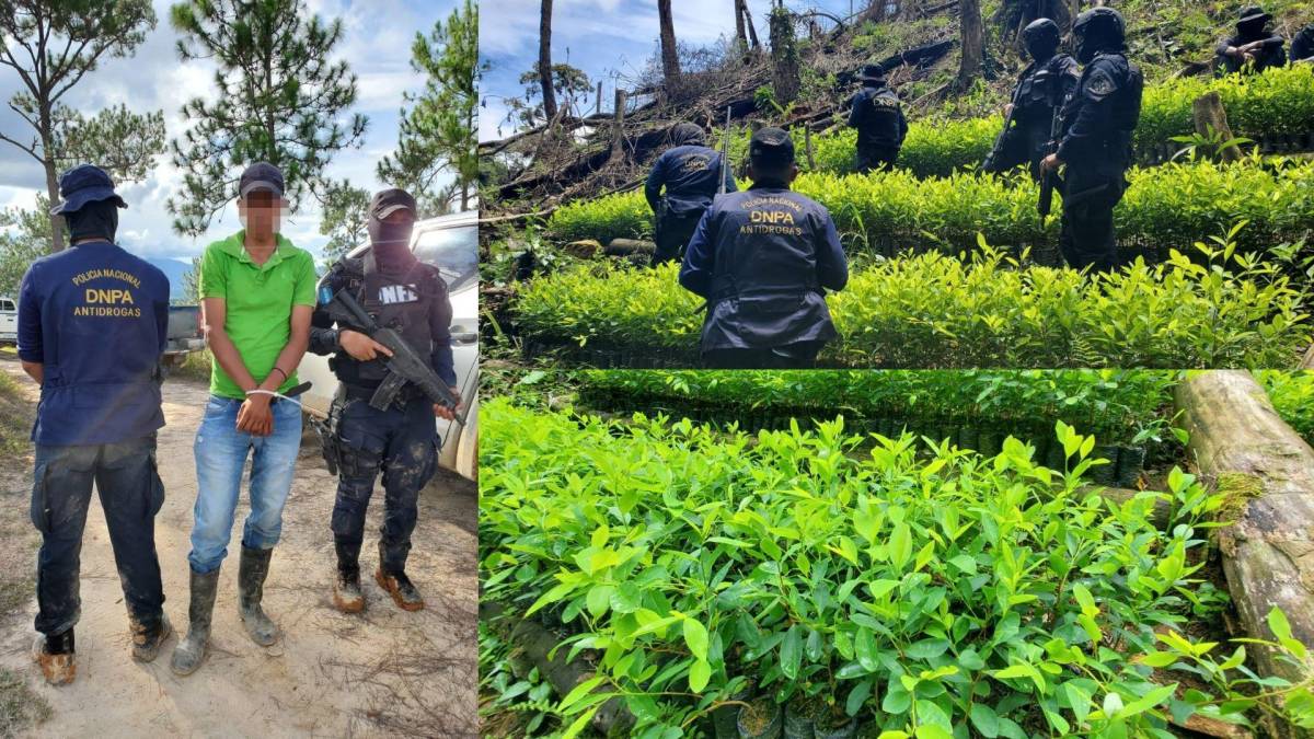 Hallan y destruyen 9,000 plantas de coca en Olancho