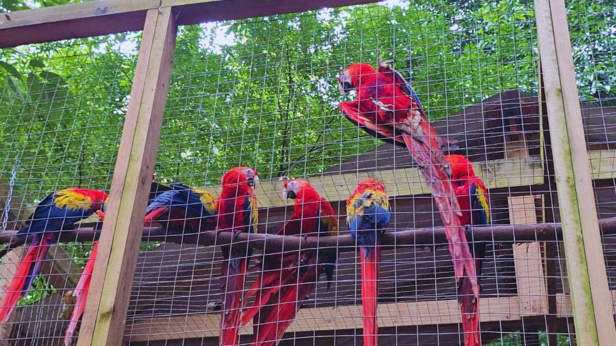 Guacamayas: la cocina que alimenta y da vida al ave nacional