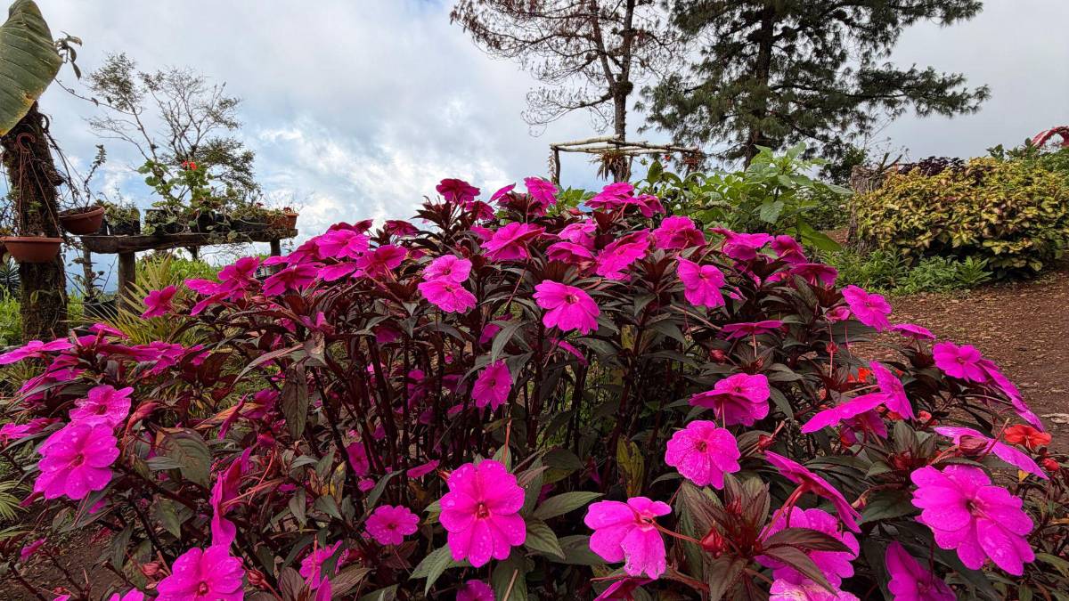 Subir al Cusuco: una aventura que todo sampedrano debe vivir