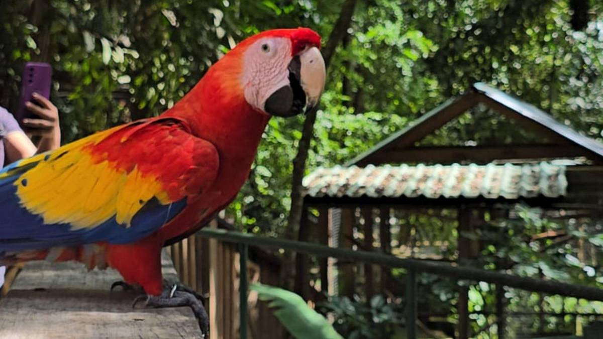 Guacamayas: la cocina que alimenta y da vida al ave nacional