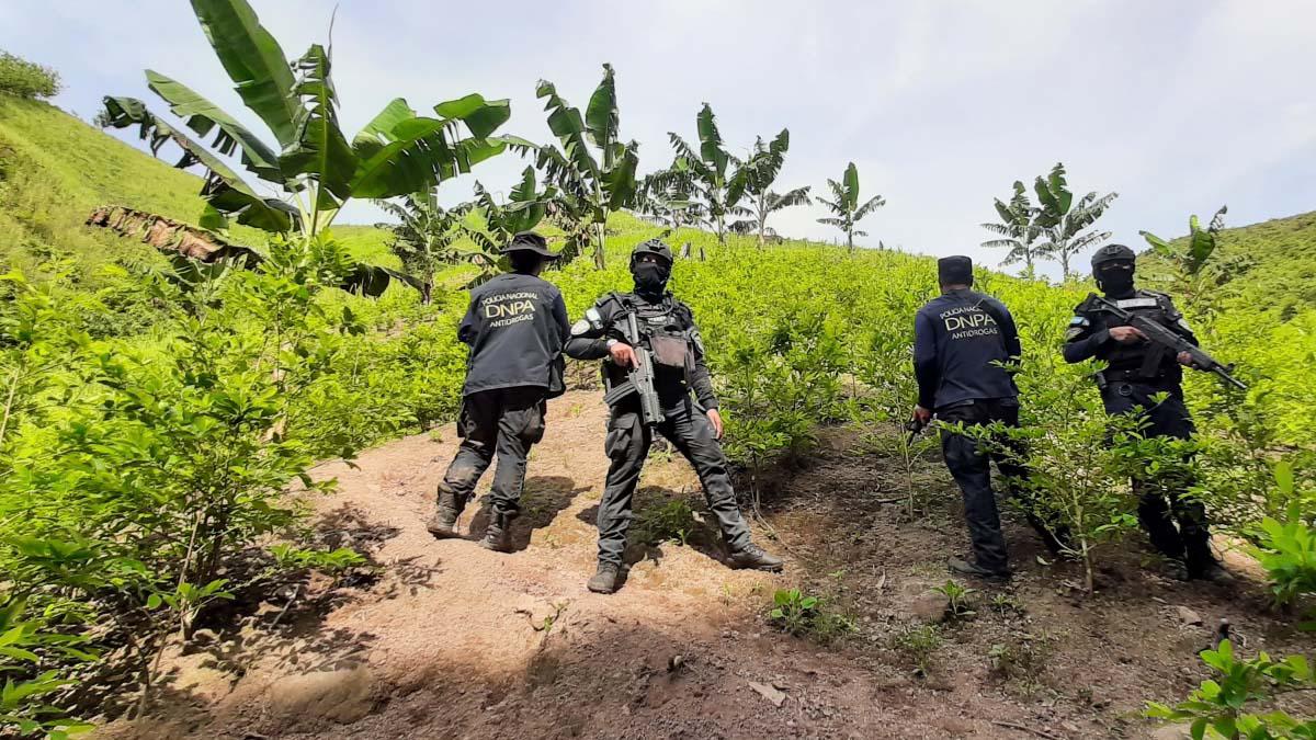 Descubren 17,000 plantas de supuesta coca en el municipio de Limón, Colón