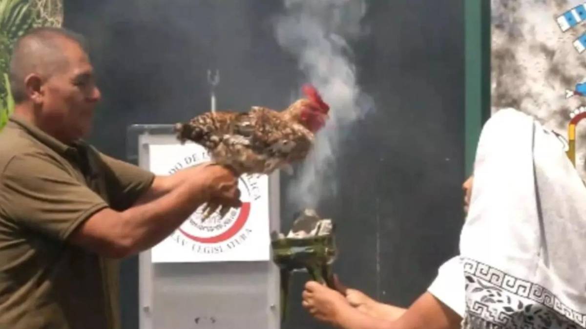 Sacrificio de una gallina en el Senado causa escándalo en México
